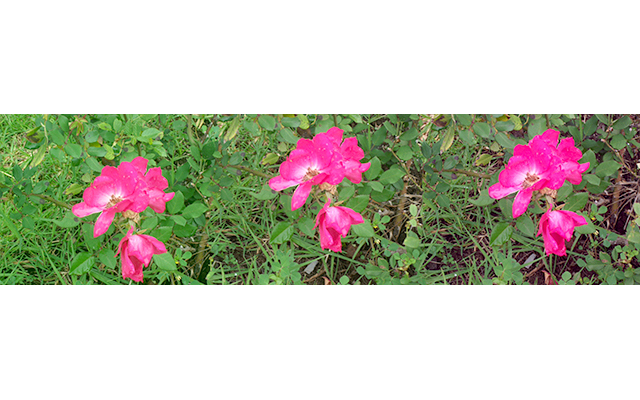 banner4